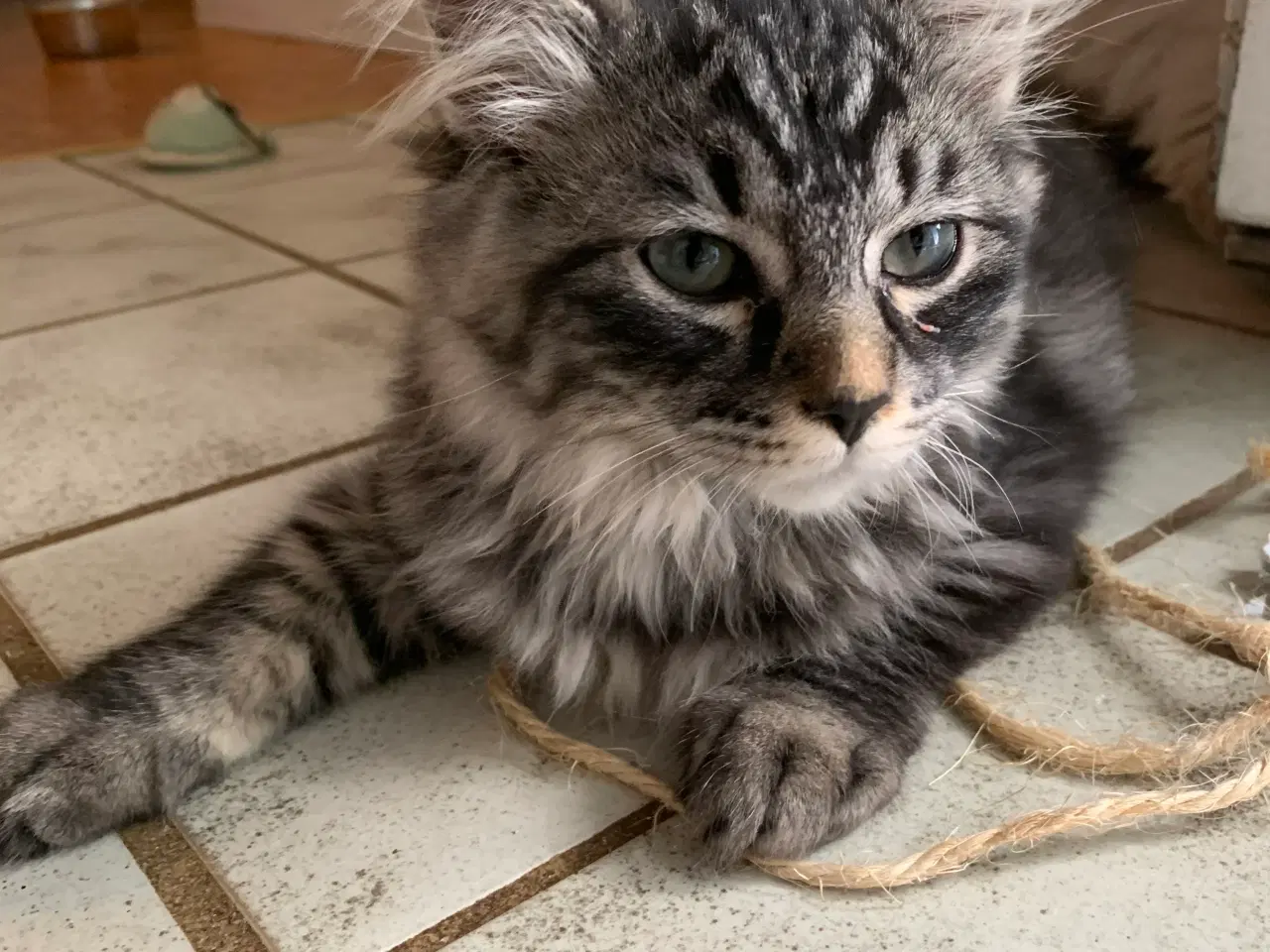 Billede 2 - Ragdoll-Skovkatte killinger,familievenner