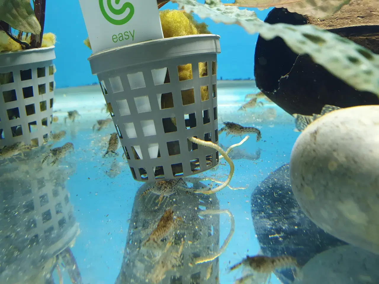 Billede 2 - CPO Krebs – Orange & Blå sælges 🦞