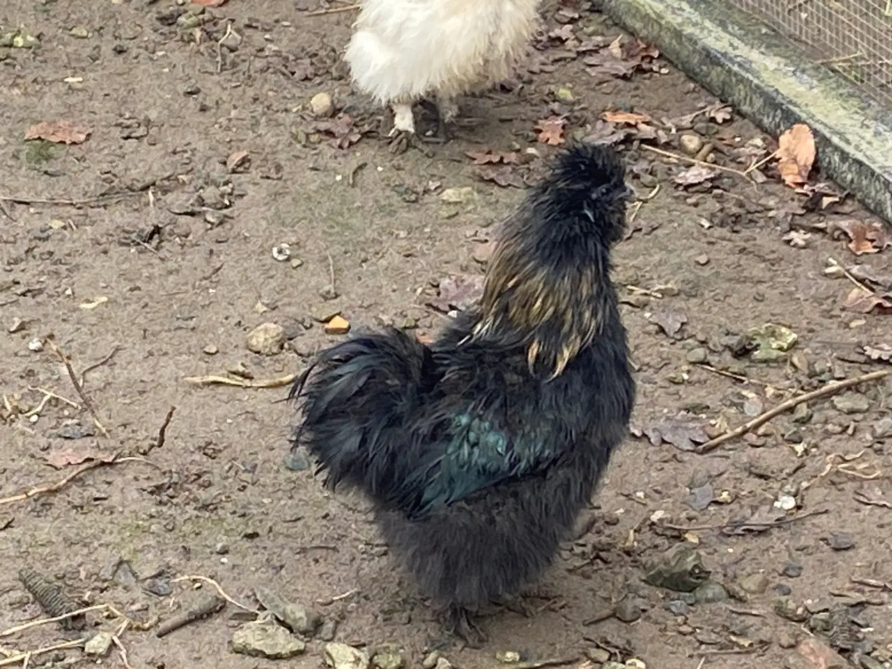 Billede 1 - Dværg silkehane fra 2025