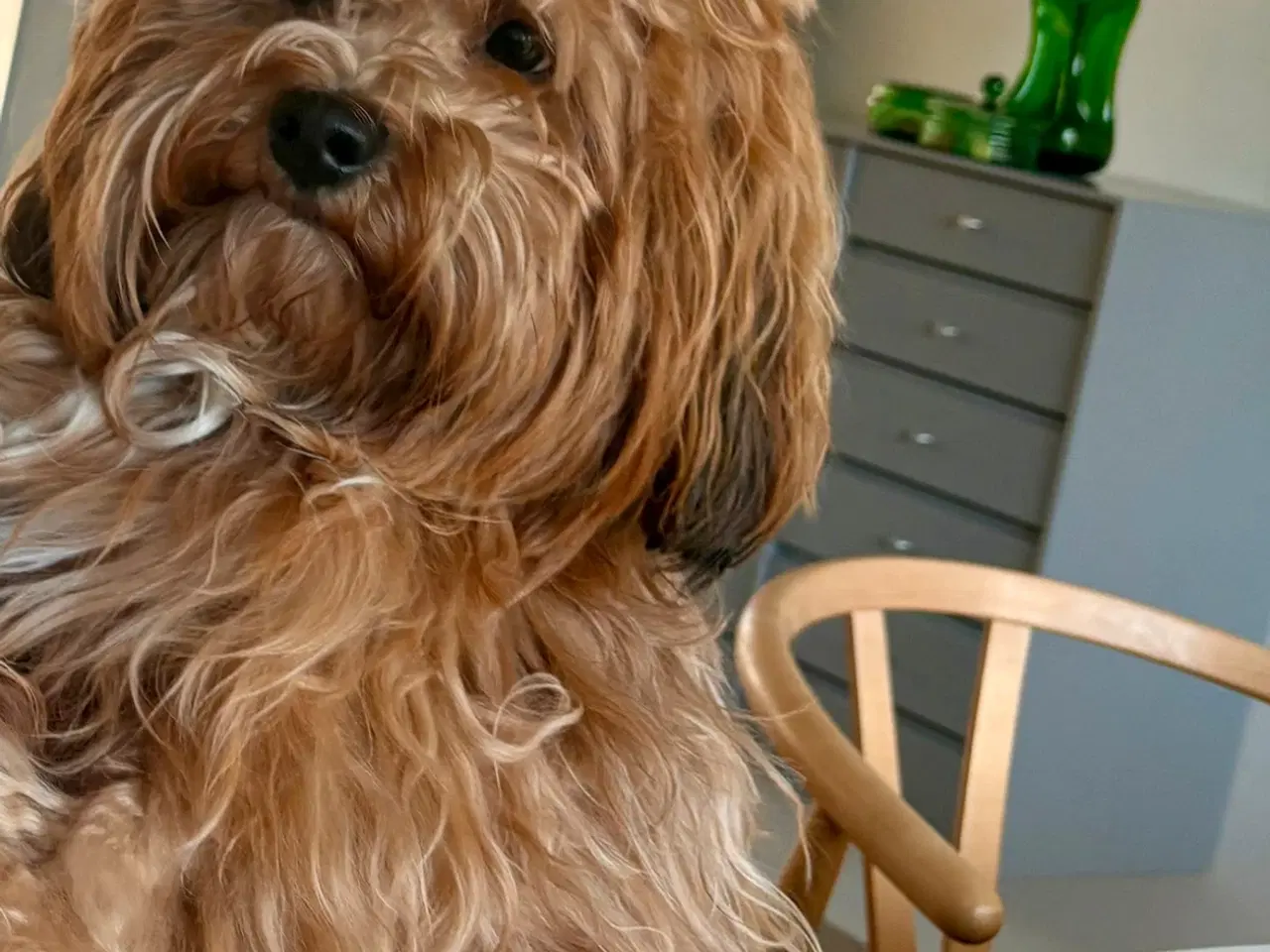 Billede 1 - Parring Bichon Havanaiser