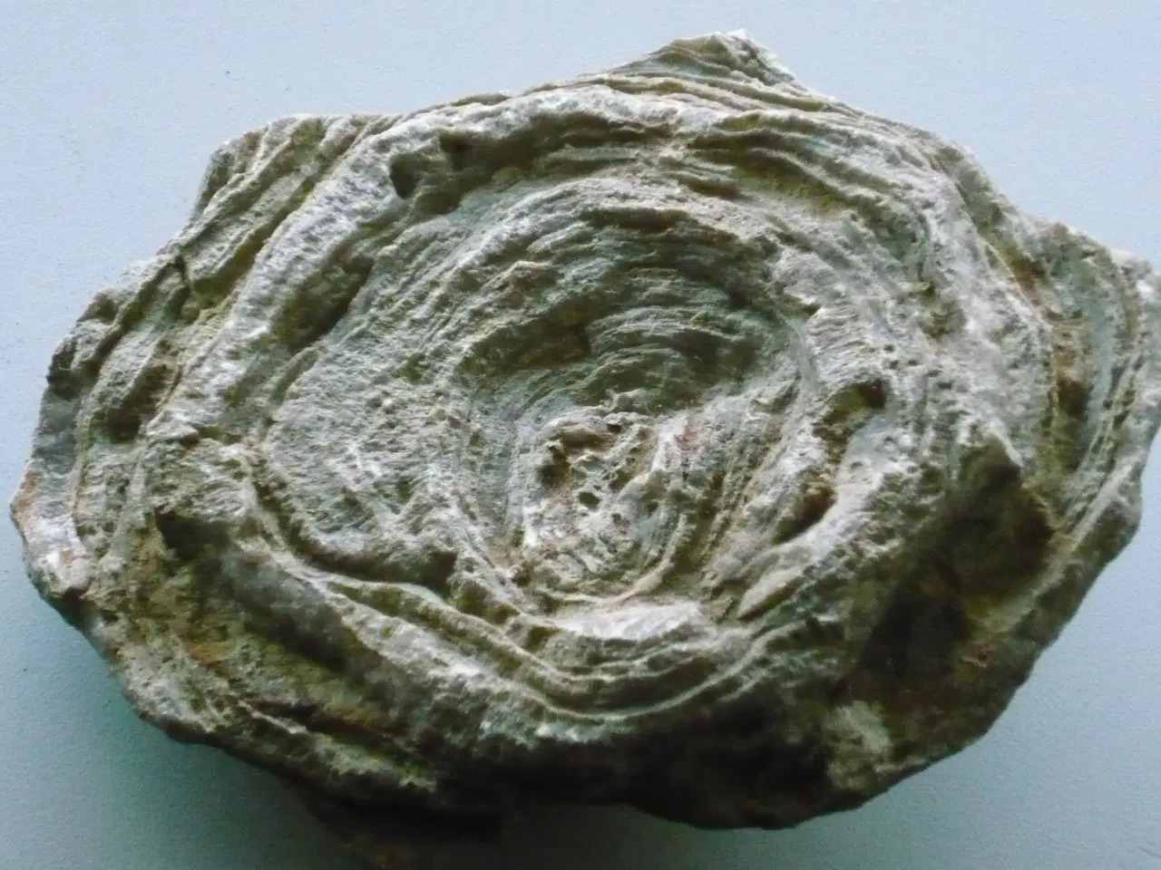 Billede 2 - Gammel Stromatoporoid