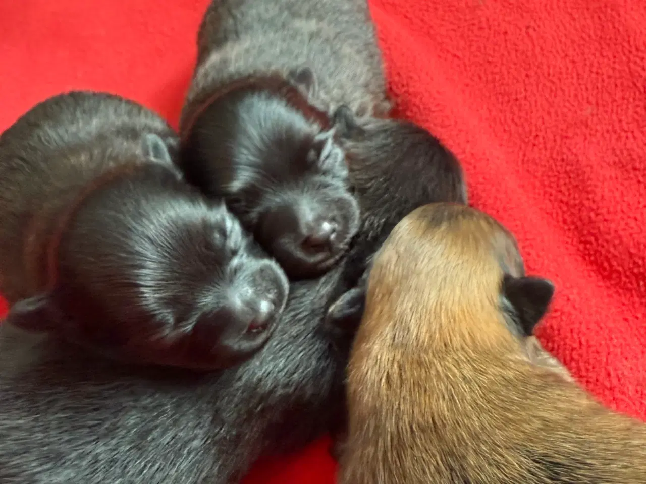 Billede 2 - Pomeranian han hvalpe
