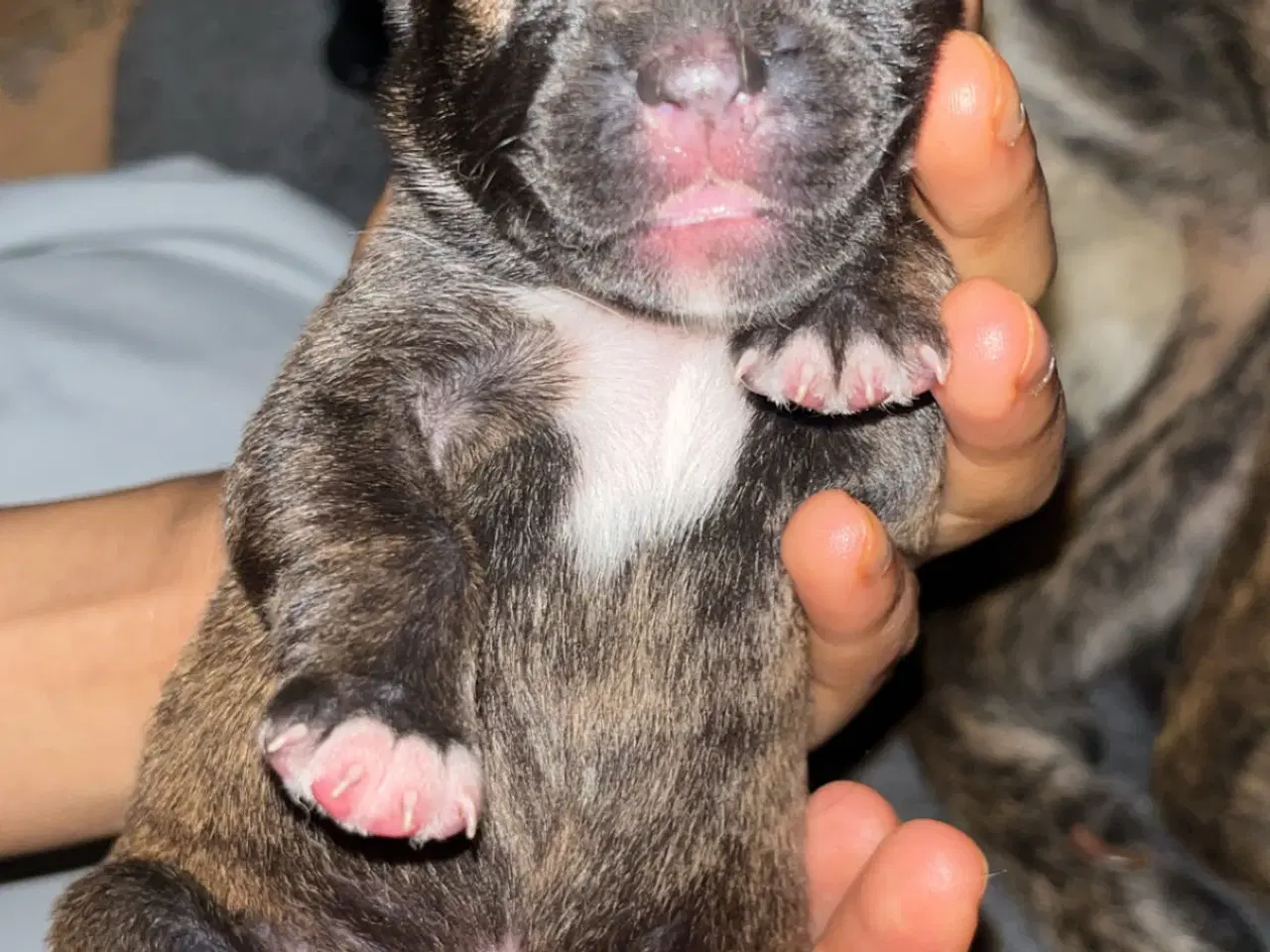 Billede 12 - Race: blanding malinois x staffordshire x Akita 