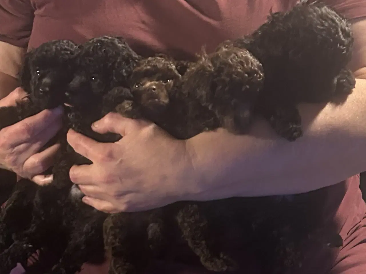 Billede 1 - Puddel hvalpe 