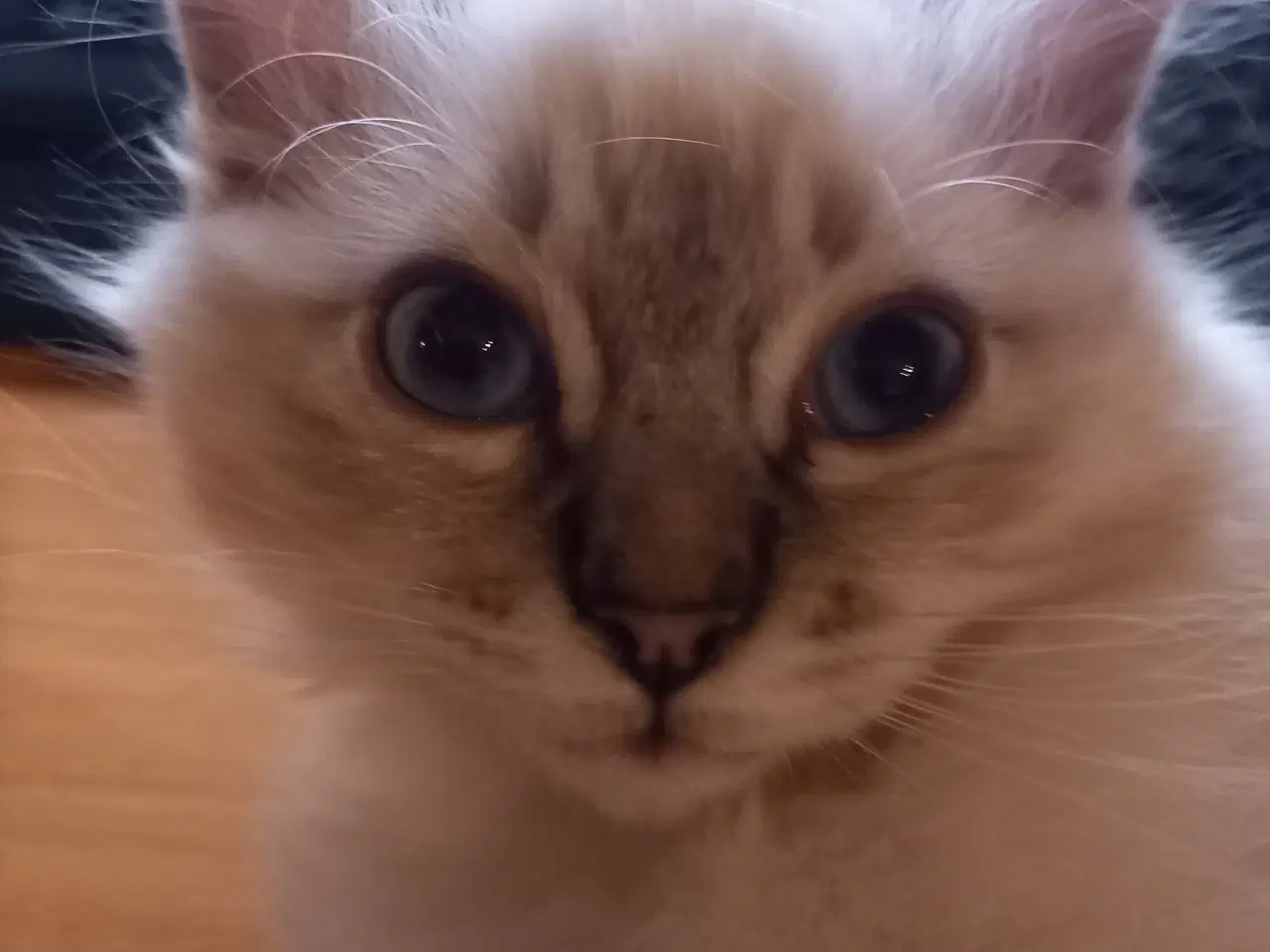 Billede 2 - Hellig Birma Killinger 