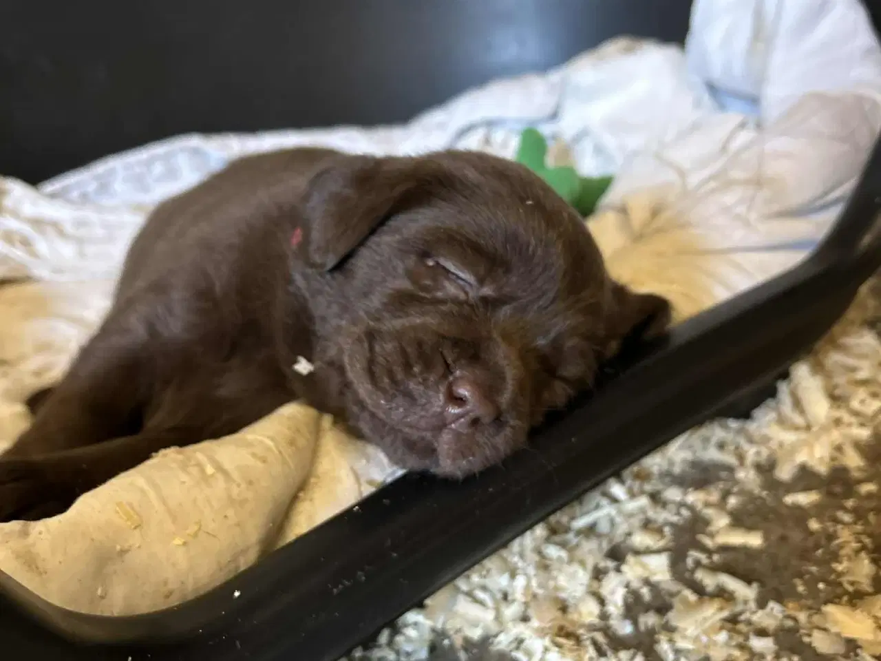 Billede 4 - Labrador retriever, Brun med stamtavle 