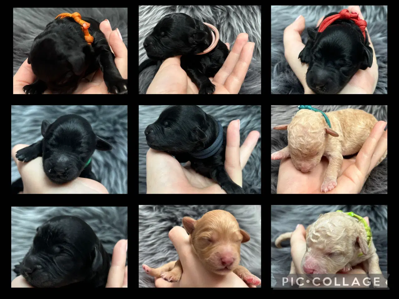 Billede 12 - AFREJSE UGE 24 VENTELISTE ÅBEN – GOLDENLABRADOODLE