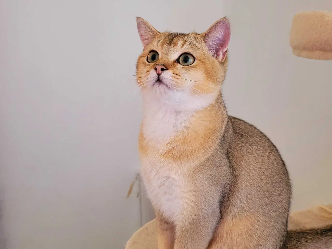 Billede 4 - British Shorthair hankat med stamtavle