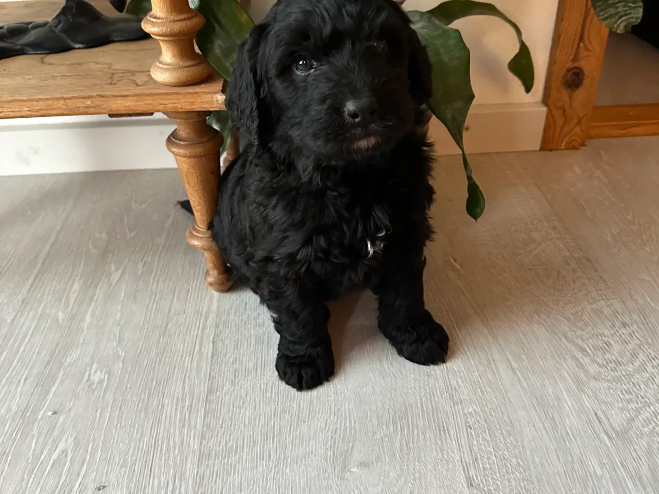Billede 2 - Kærlige sjældne bernedoodles 