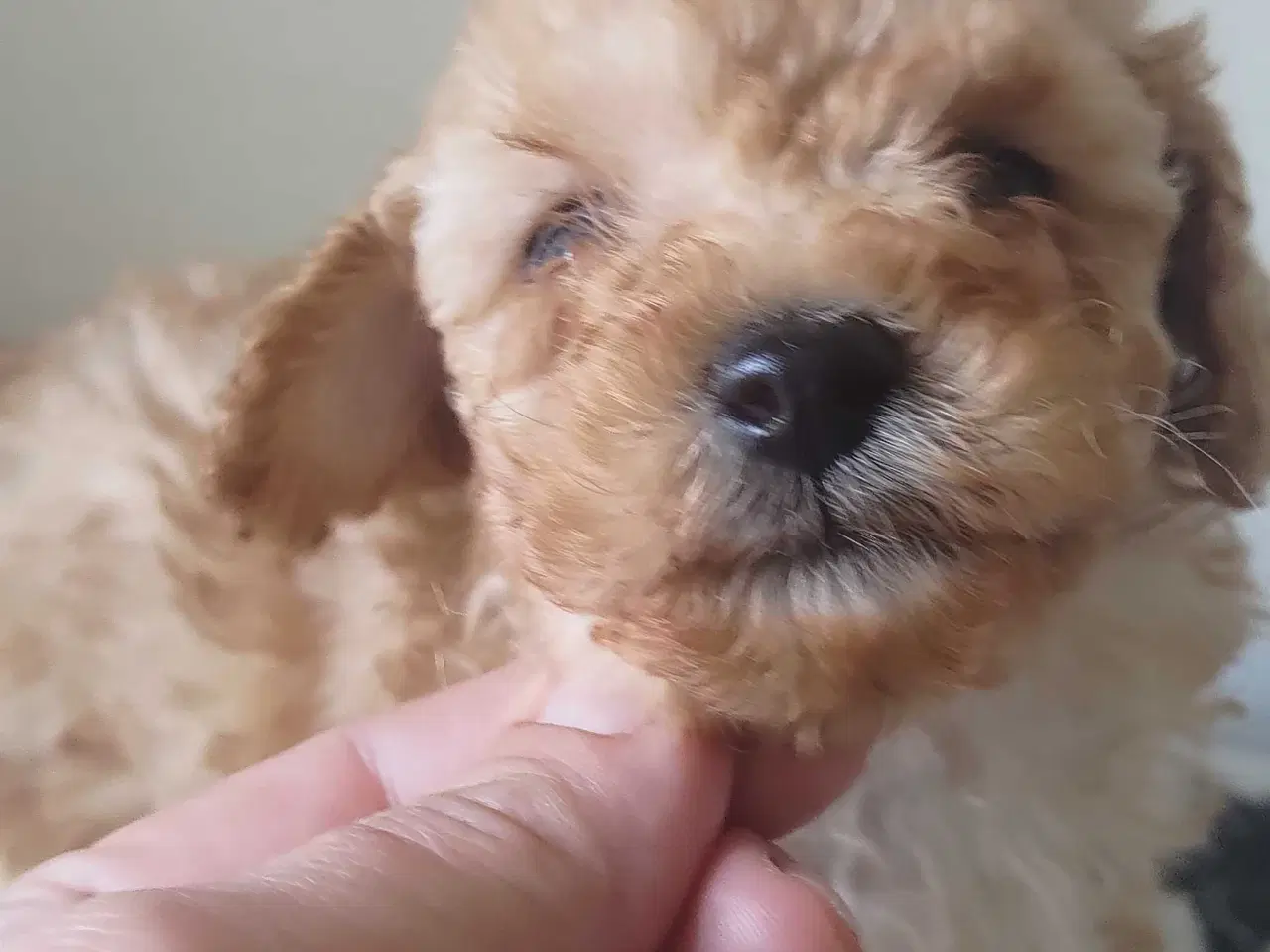 Billede 2 - Fawn krøltoppe puddelhvalpe 