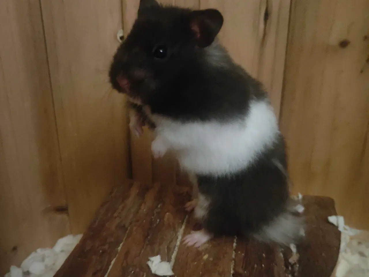 Billede 1 - Guldhamster pige 