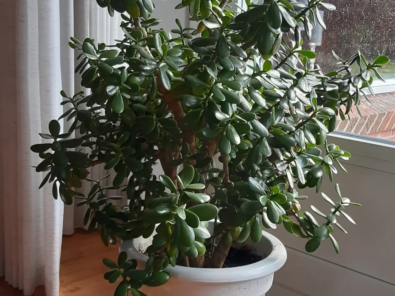 Billede 1 - Stort og pænt pengetræ (Crassula ovata)  