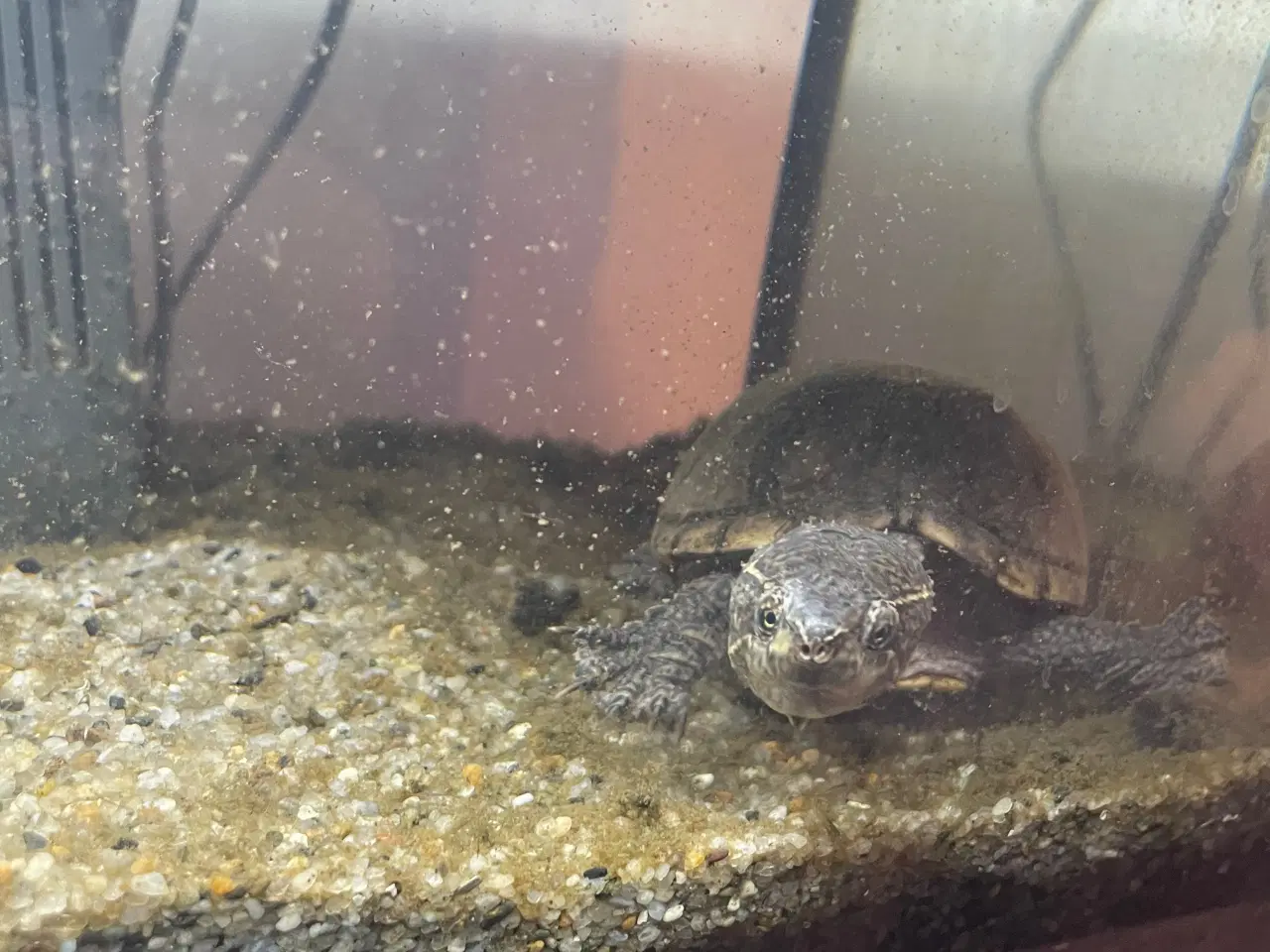 Billede 9 - Sumpskildpadde med akvarie, pumpe, lys indhold 