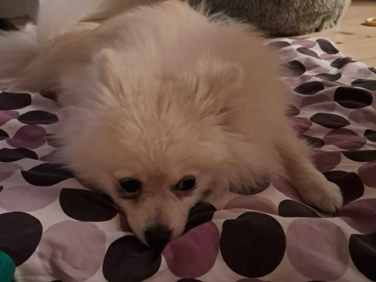 Billede 3 - Smukkeste Milla søger nyt hjem