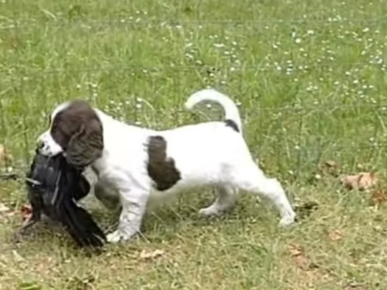 Billede 14 - Springer Spaniel🐶💙Klar til Nyt🏠Nu