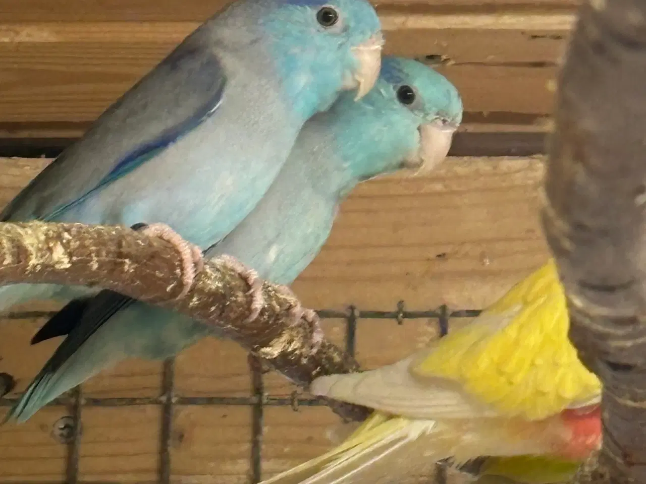 Billede 2 - Spurve papegøje