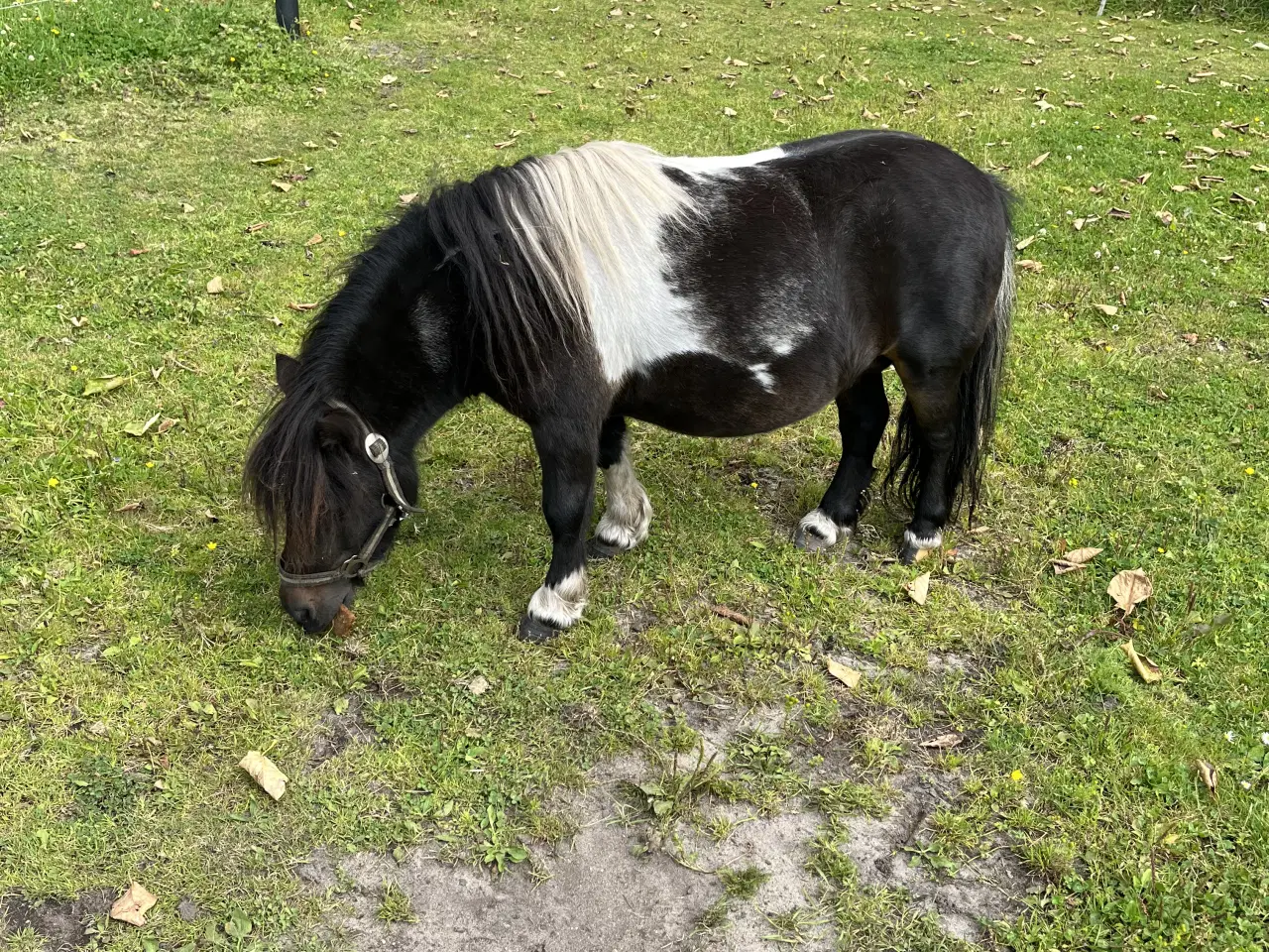 Billede 8 - Flot og virkelig sød shetter hoppe sælges