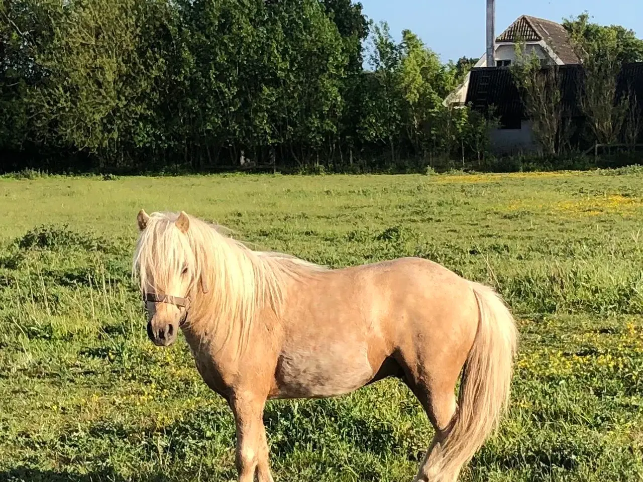 Billede 1 - Welsh / shetlænder 
