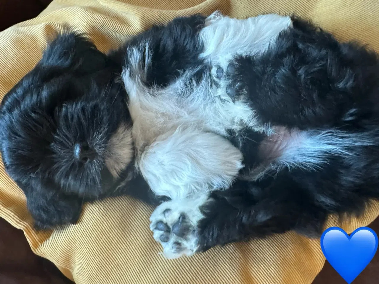 Billede 6 - Lhasa Apso hvalpe m/DKK