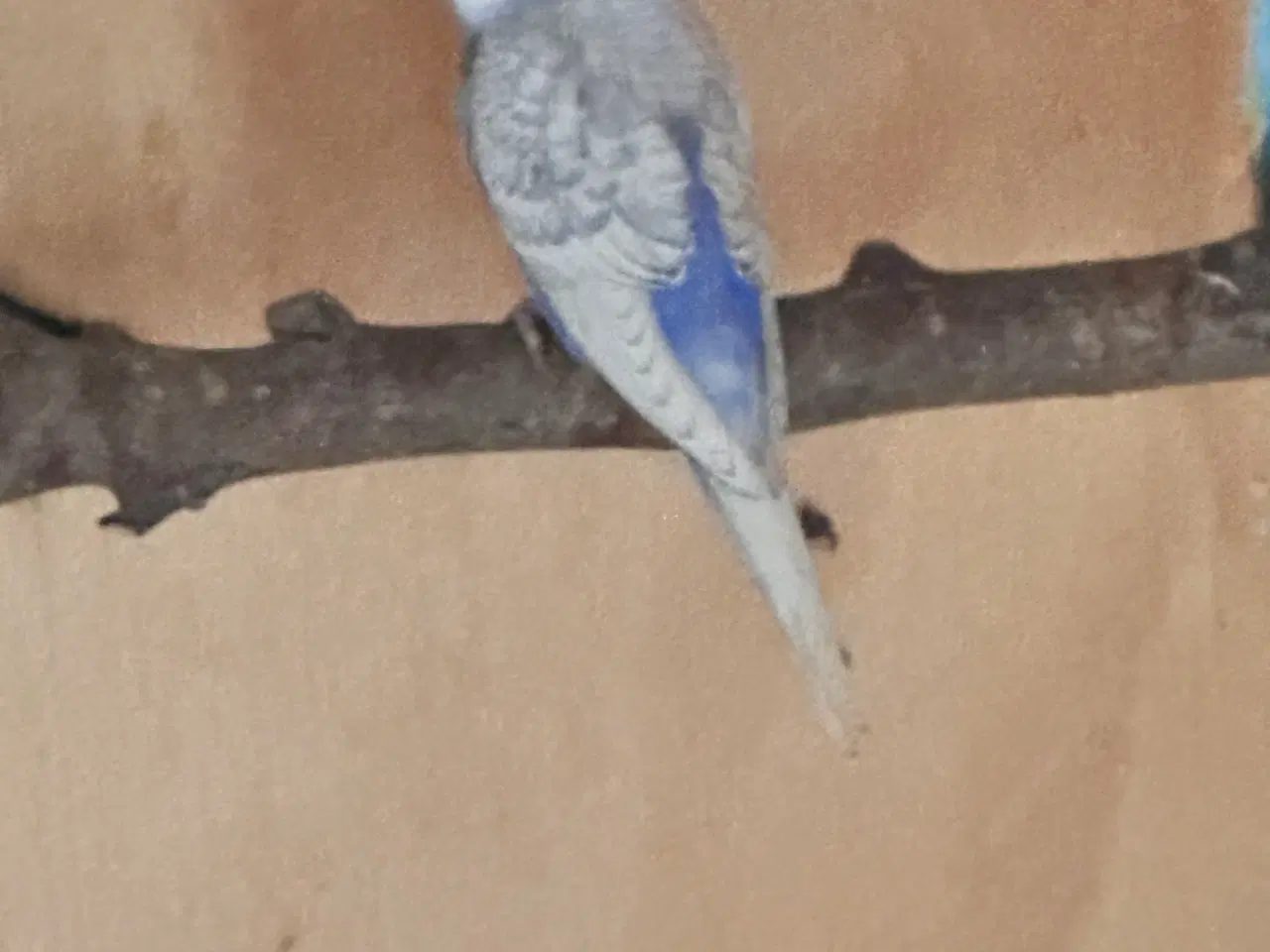 Billede 4 - Undulater fra i år