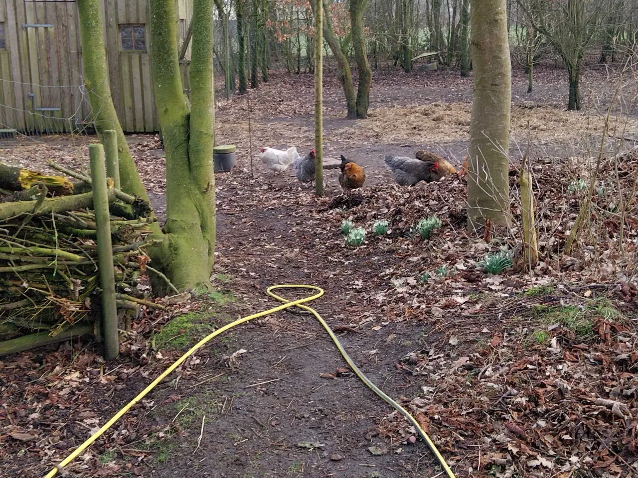 Billede 1 - Jeg søger Brahma kyllinger I sydjylland