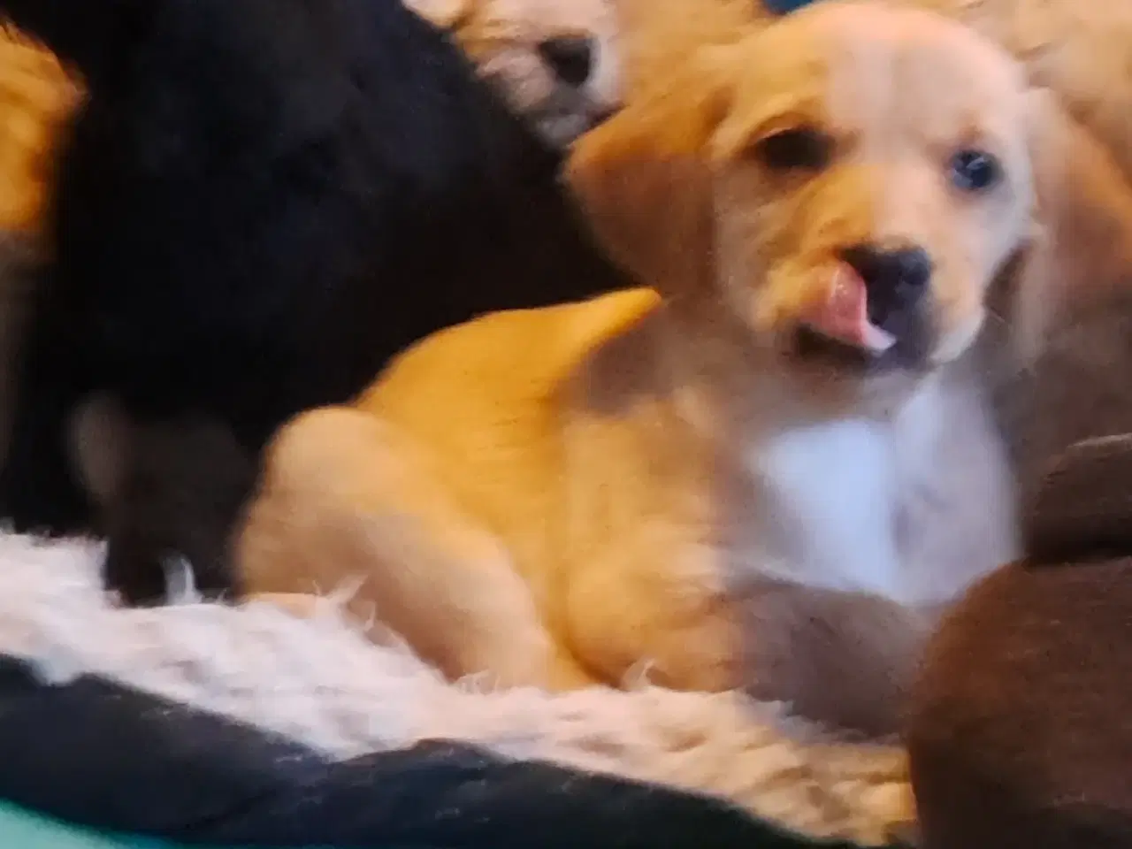 Billede 10 - De sødeste skønneste blandingshvalpe