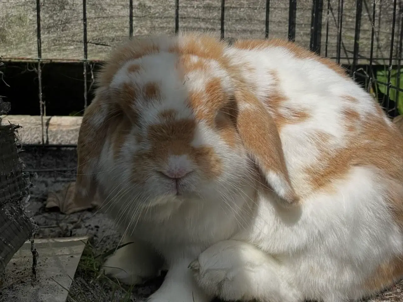 Billede 3 - Mini lop han, neutraliseret.. inkl. alt i “udstyr”