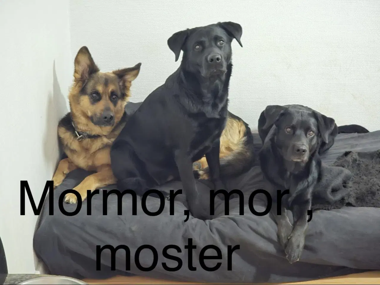 Billede 10 - Lækre familiehunde