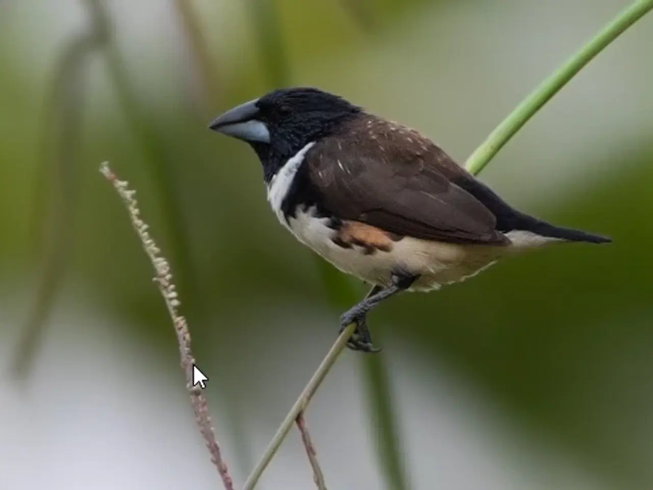 Billede 1 - 1.0 stor skadefink købes