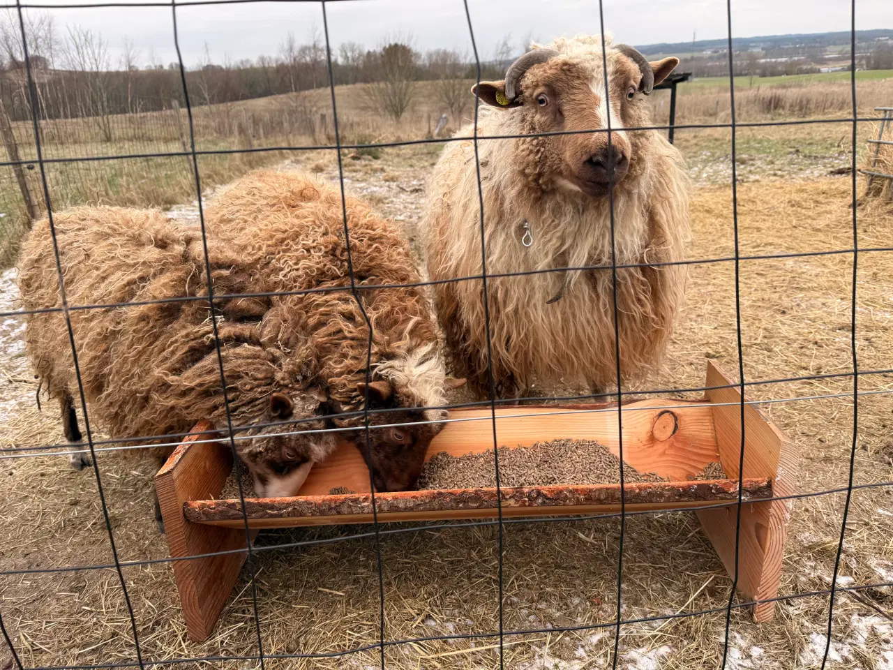 Billede 3 - Spælsau vædder fra 2025