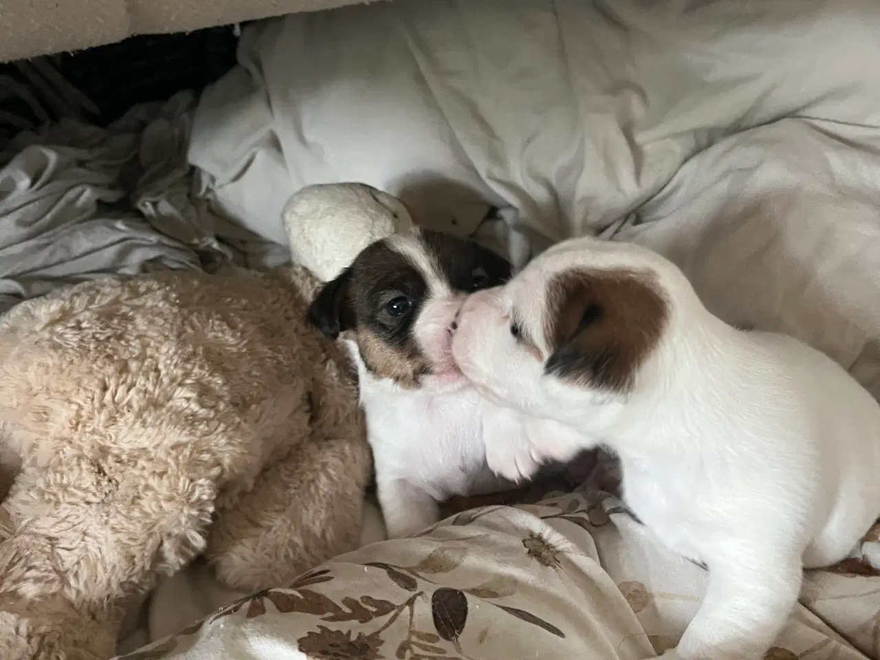 Billede 4 - Jack russel hvalp