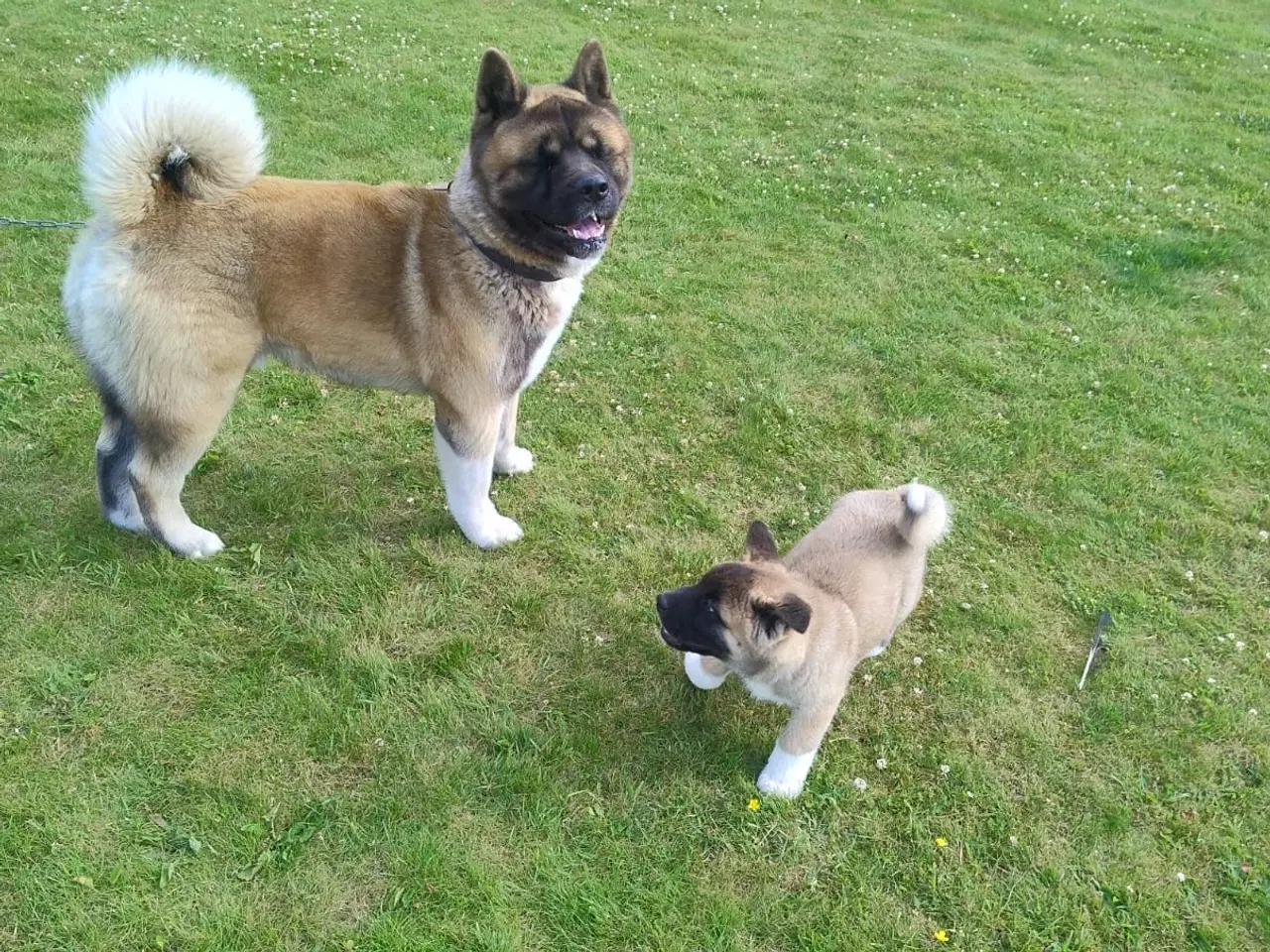 Billede 2 - Hundehvalpe Akita ,kom med et relistisk bud 
