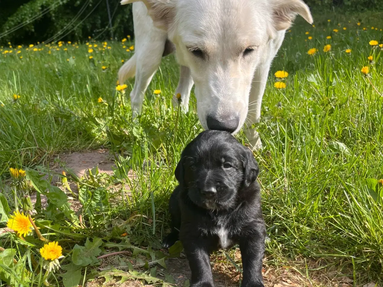 Billede 7 - Hvalpe - Labrador Retriever blanding