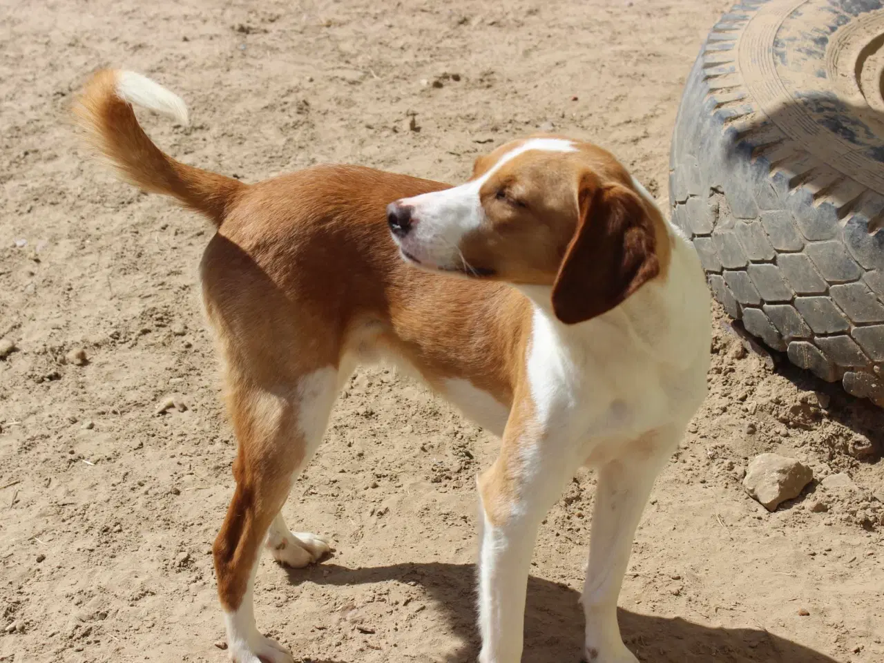 Billede 3 - Søde Riga søger sit helt eget hjem