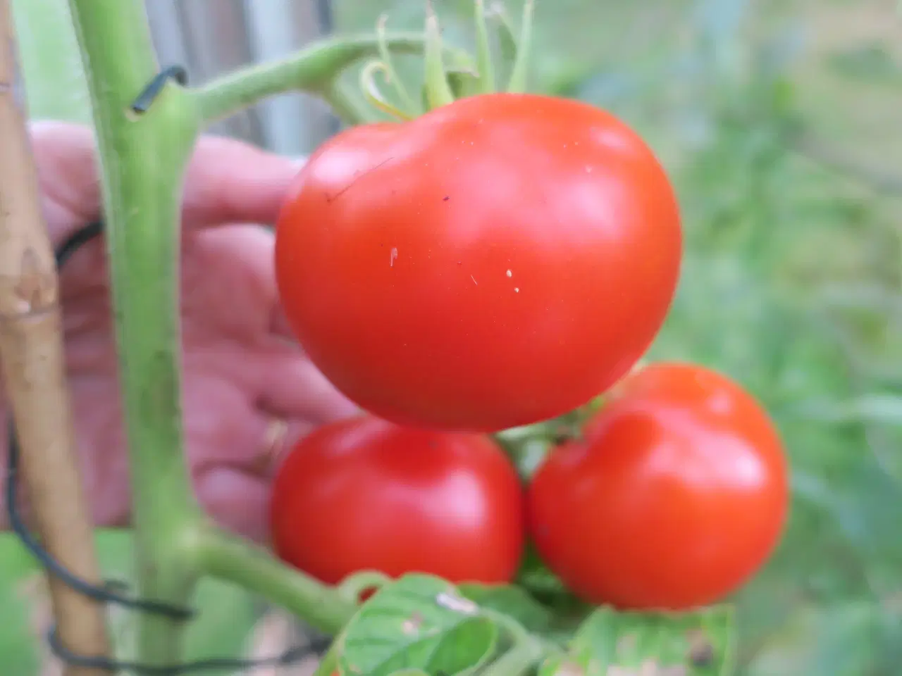 Billede 5 - Tomatfrø