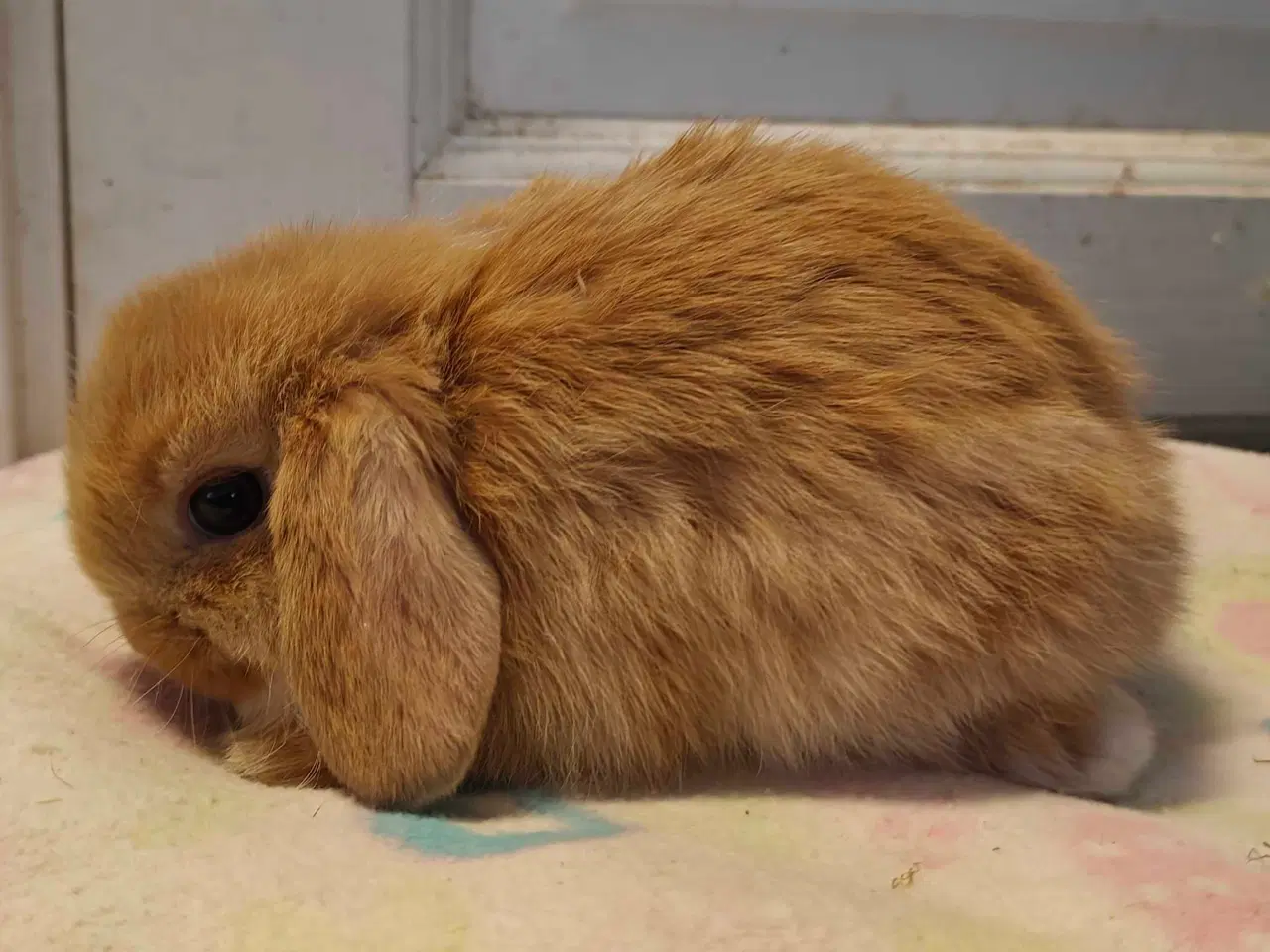 Billede 11 - Minilop