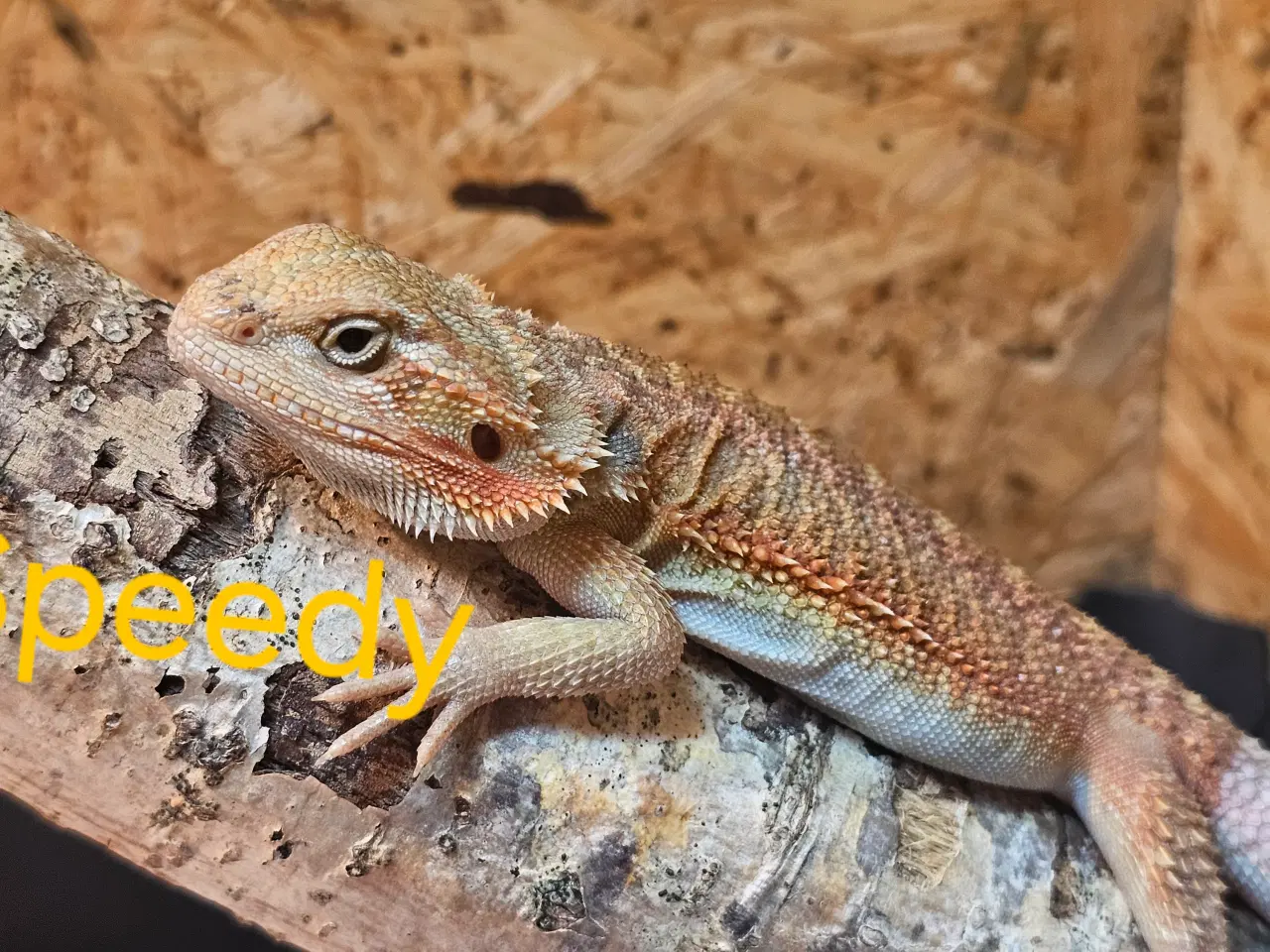 Billede 9 - Skægagame unger med rabat ( : Bud modtages 😊