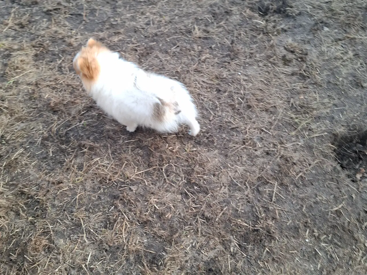 Billede 10 - Pommeranian m stambog må flytte nu