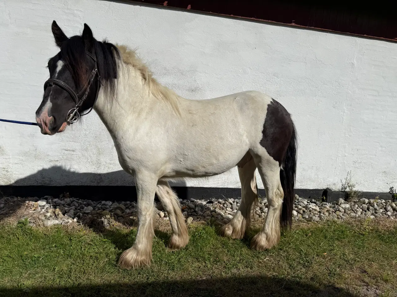 Billede 1 - Irish cob vallak 2 år