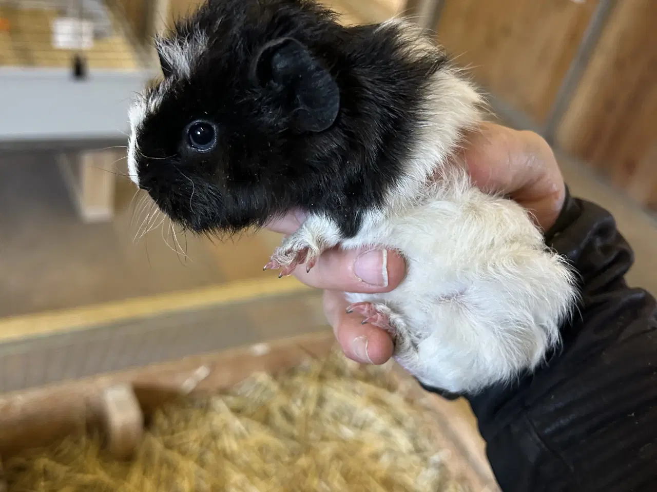 Billede 2 - 3 søde piger