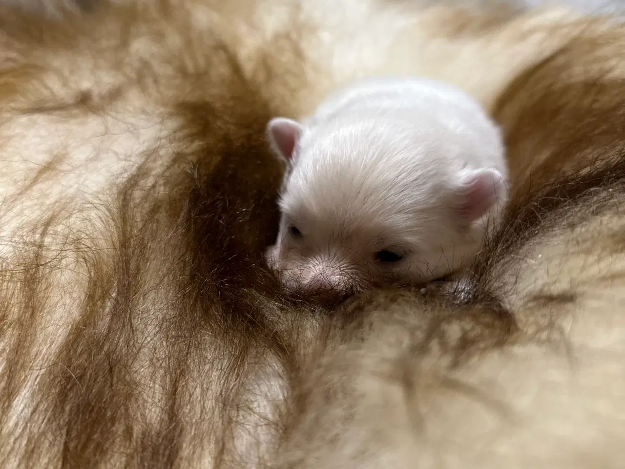 Billede 10 - Pomeranian 