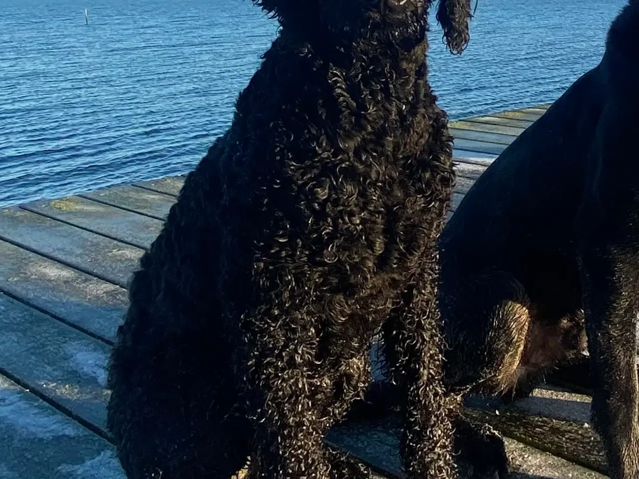 Billede 1 - Den sødeste og sjoveste goldendoodle