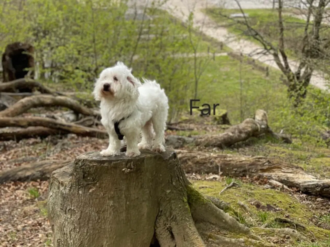 Billede 7 - Bichon hvalpe 