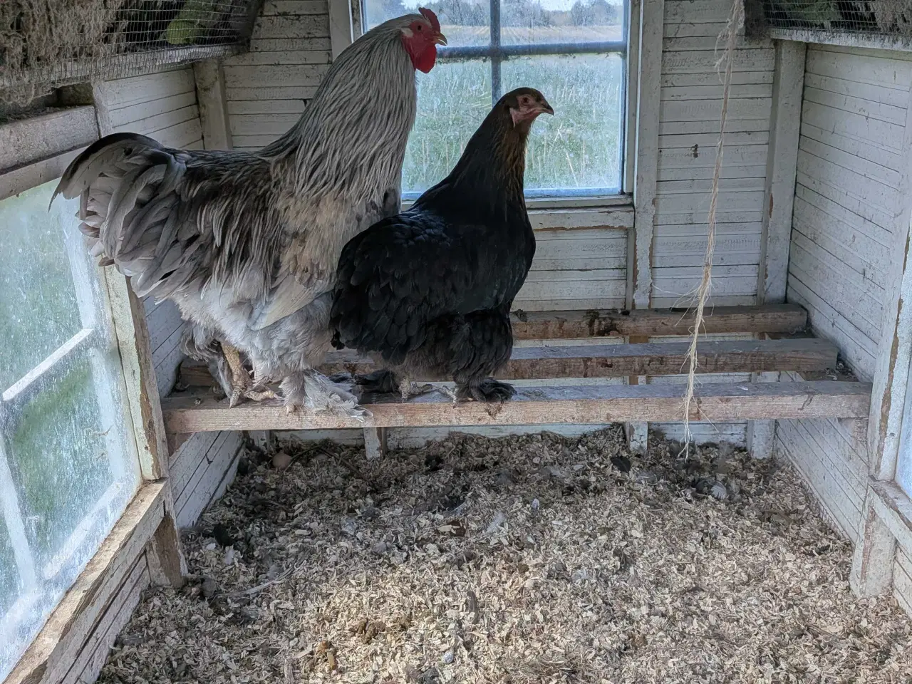 Billede 3 - 1.4 hygge høns til haven