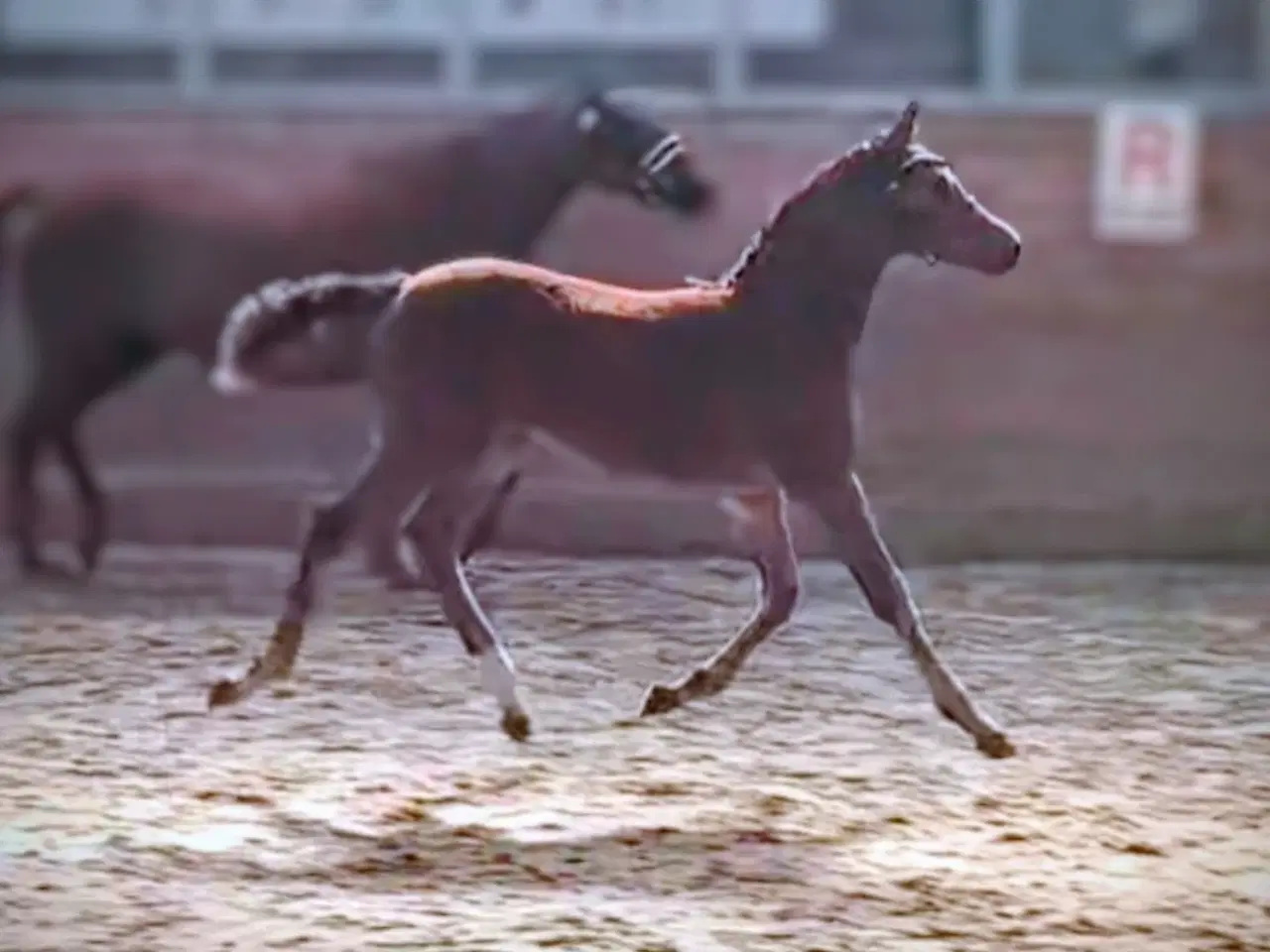 Billede 5 - Dansk Sports Pony 