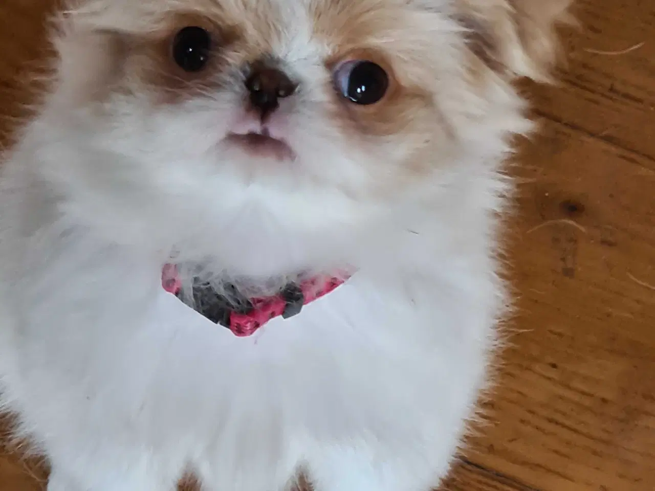 Billede 1 - Japanese chin 