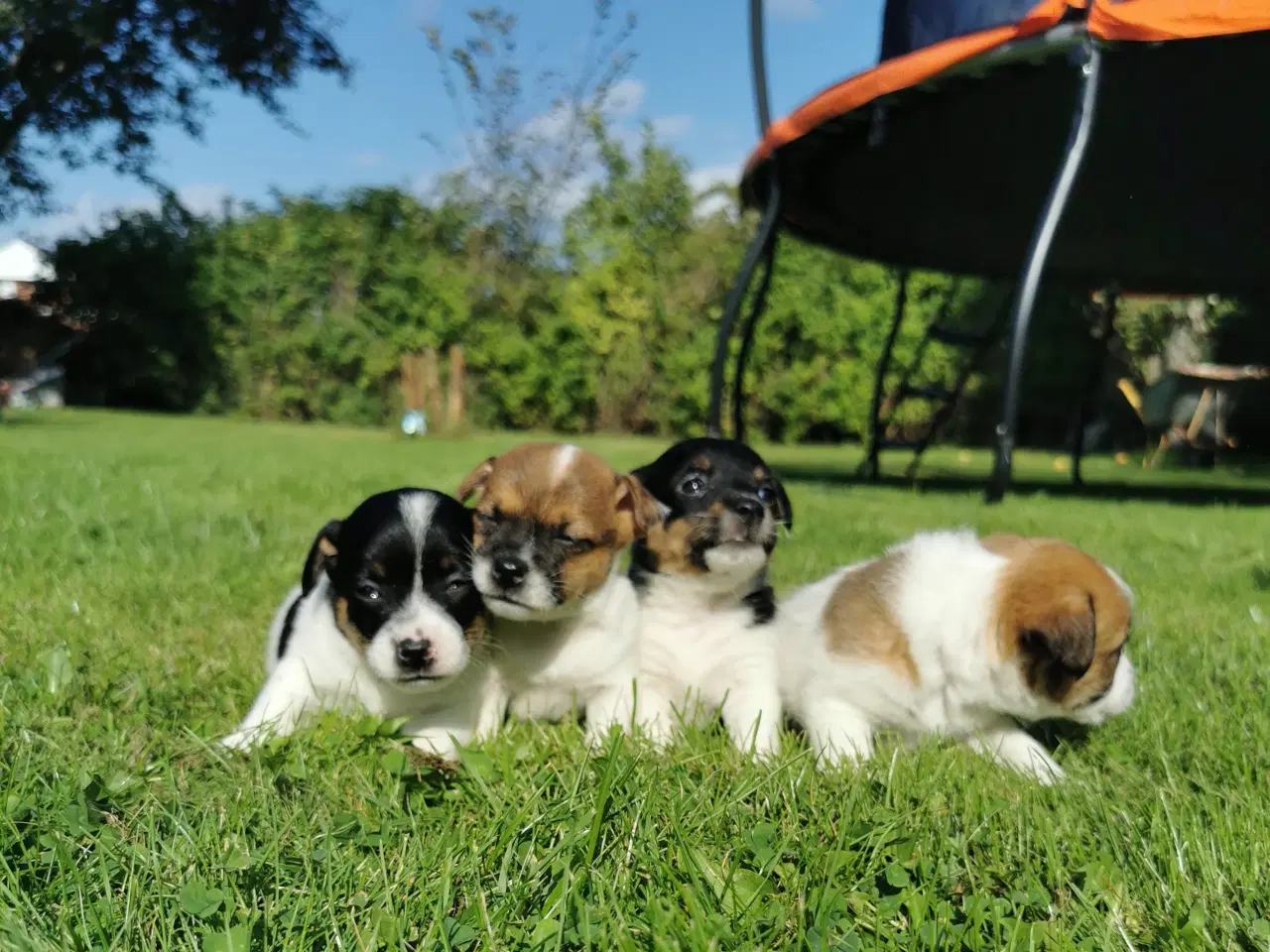 Billede 11 - Hunde hvalpe