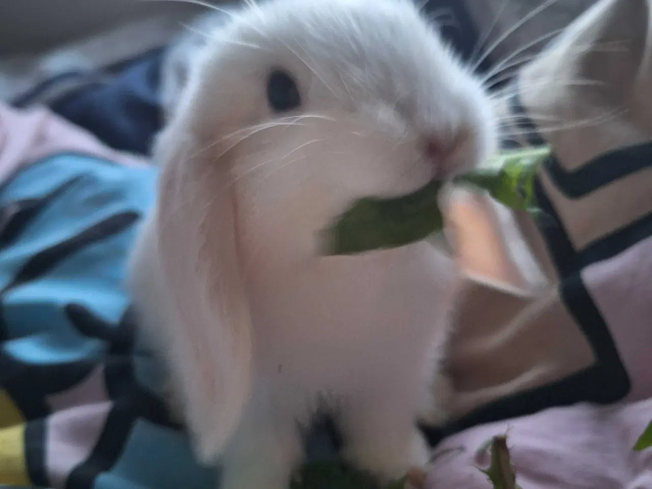 Billede 6 - Mini lop kanin 