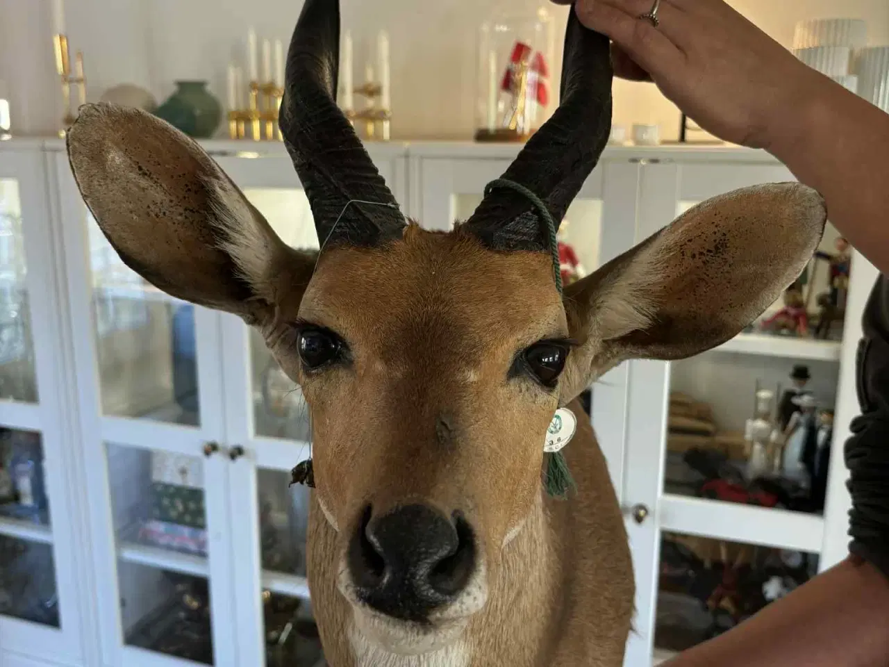 Billede 3 - Udstoppet / halsmonteret dyr