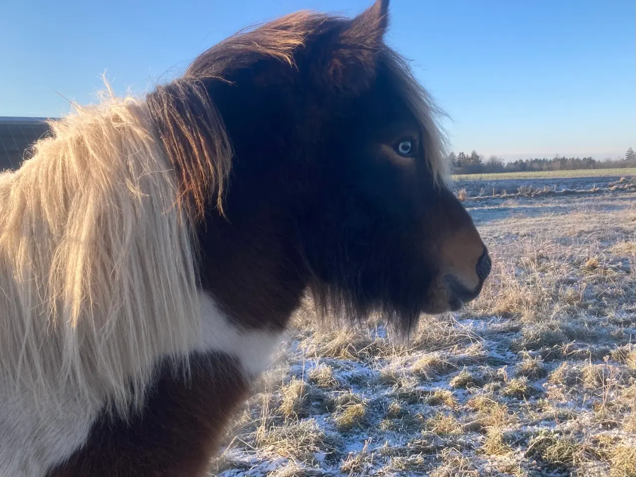 Billede 12 - 1,5 års islænder hingst